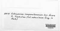 Coleosporium campanulacearum image